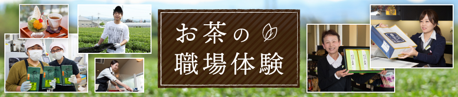 お茶の職場体験